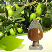 High Quality Olive Leaf Extract Powder Oleuropein 80%